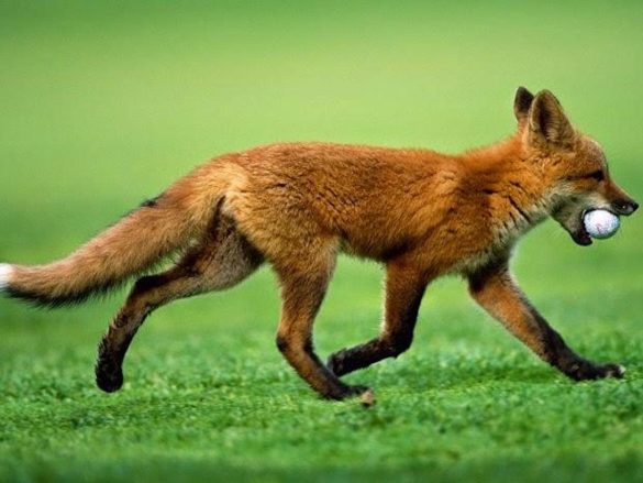 fox-golf-ball